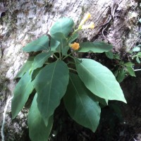 Cestrum aurantiacum Lindl.